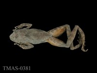 藏品(太田樹蛙)的圖片